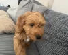 Cockapoo