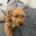 Cockapoo