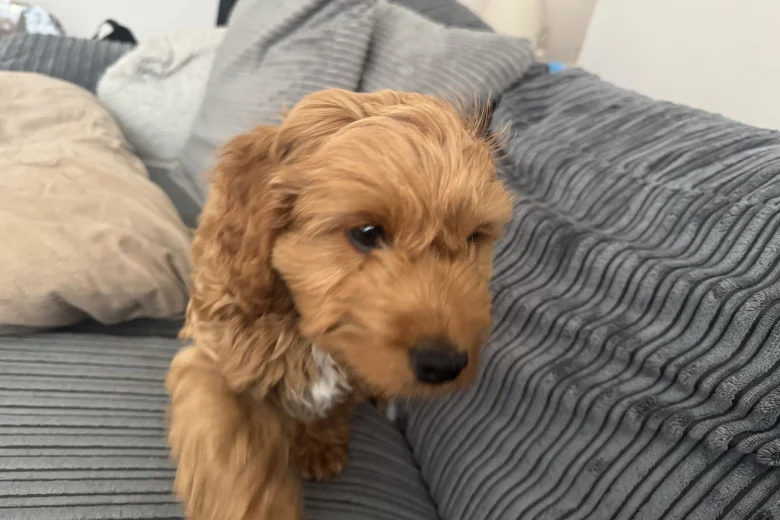 Cockapoo