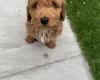 Cockapoo