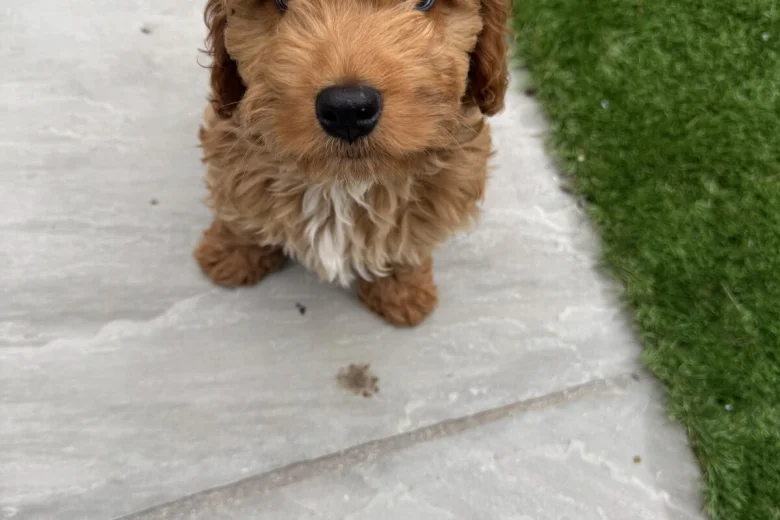 Cockapoo