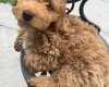 Cockapoo