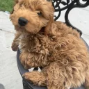 Cockapoo