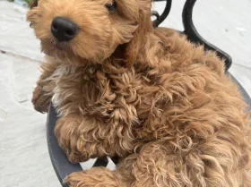 Cockapoo