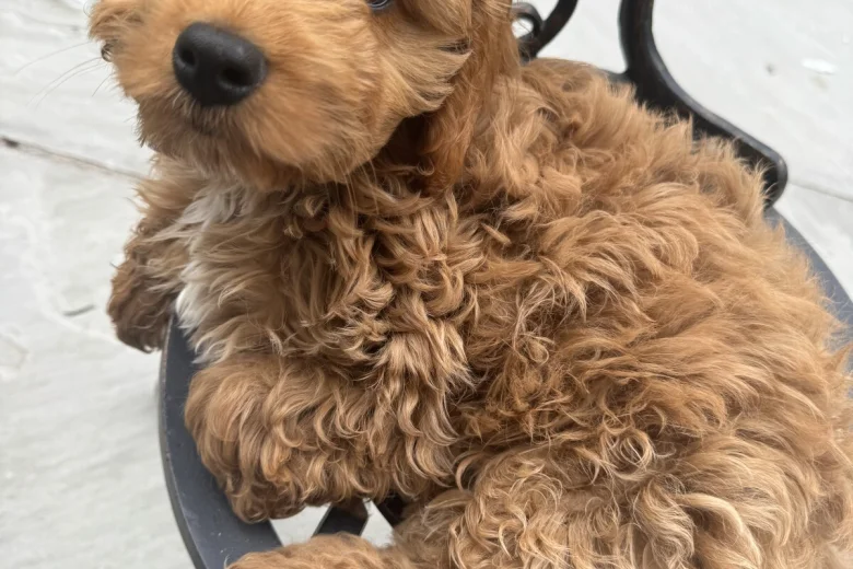 Cockapoo