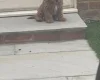 Cockapoo