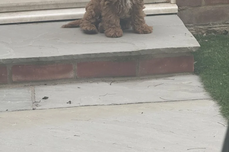 Cockapoo