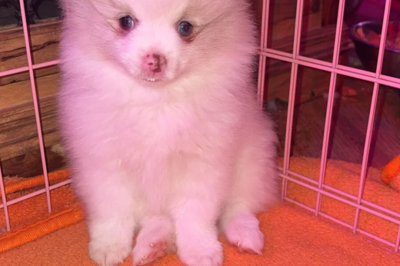 Pomeranian