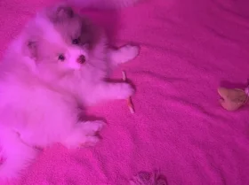 Pomeranian