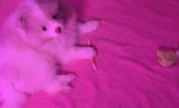 Pomeranian