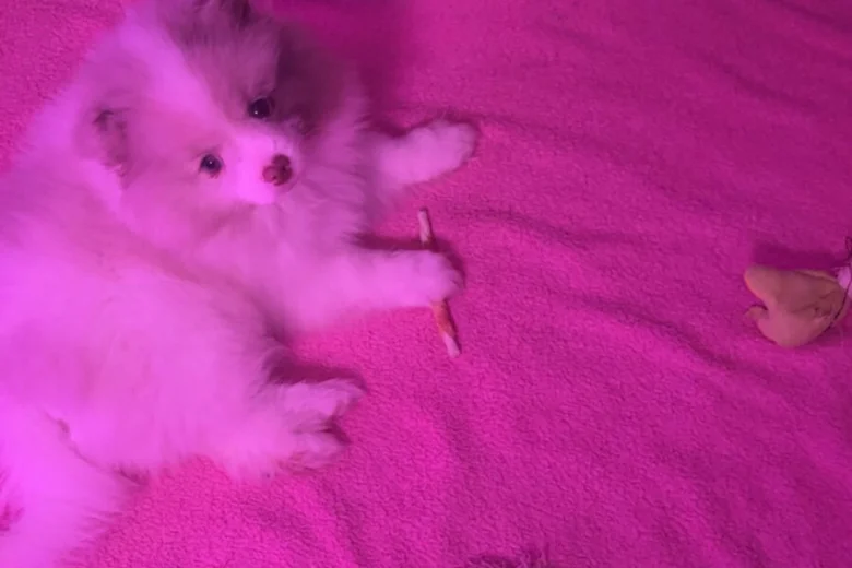Pomeranian
