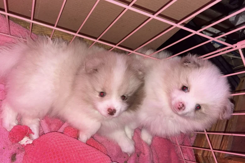 Pomeranian