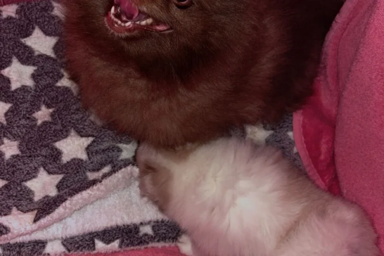 Pomeranian