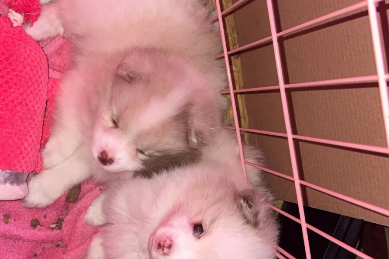 Pomeranian