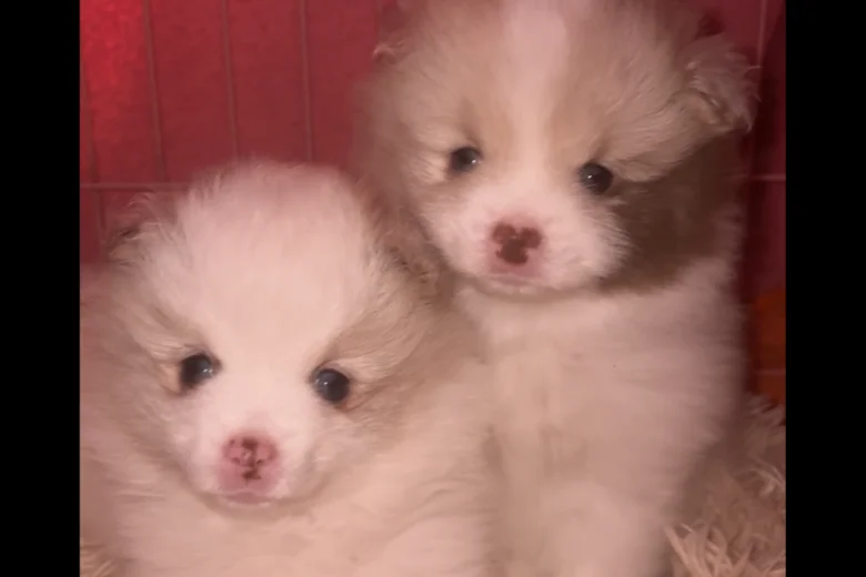 Pomeranian