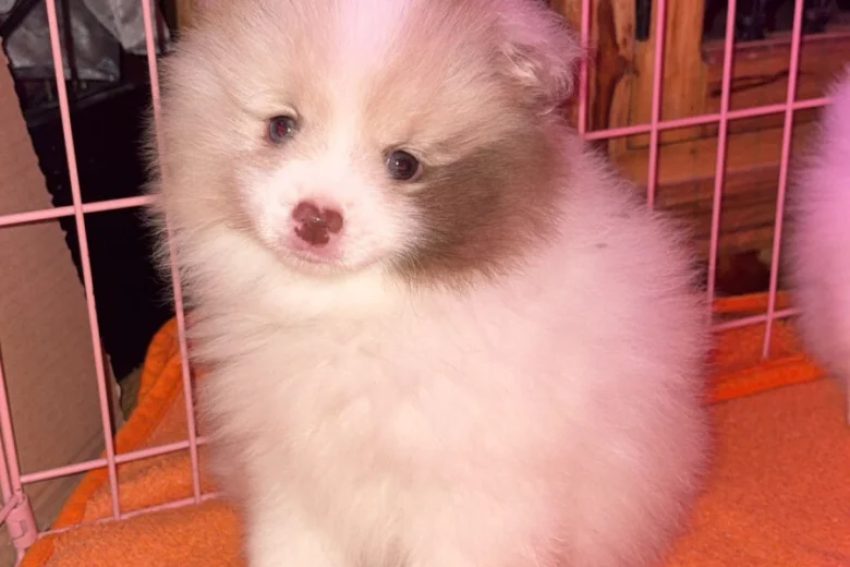 Pomeranian