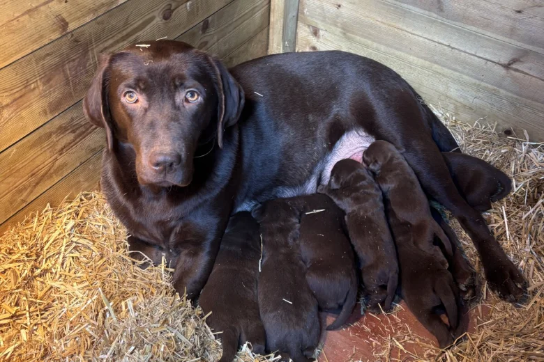 Labrador Retriever