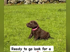 Labrador Retriever