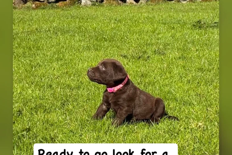 Labrador Retriever