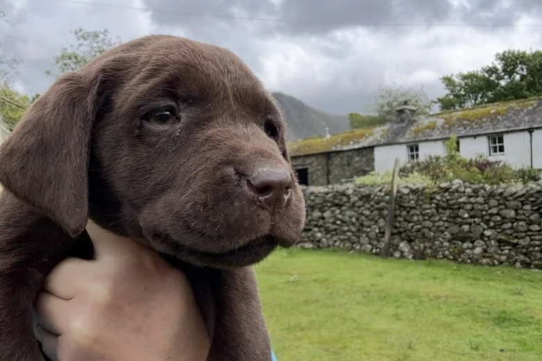 Labrador Retriever