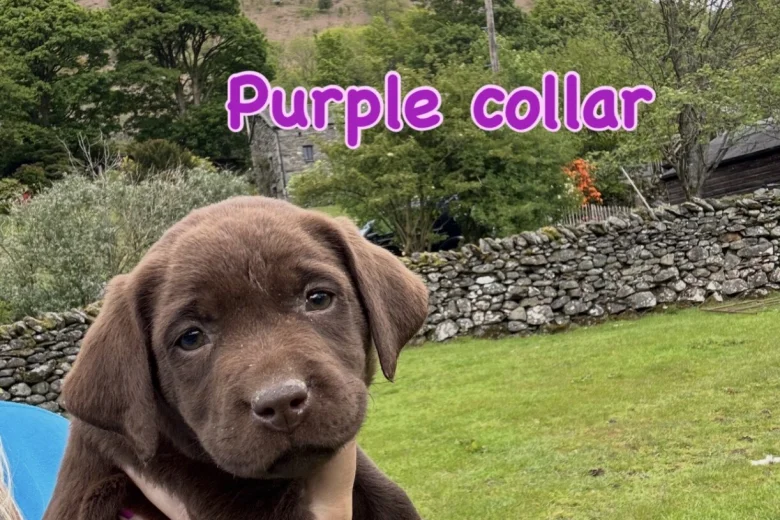 Labrador Retriever