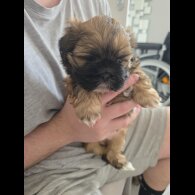 Shih Tzu