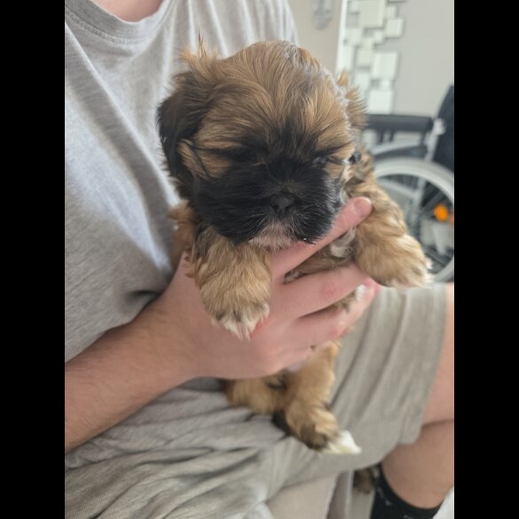 Shih Tzu