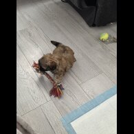 Shih Tzu