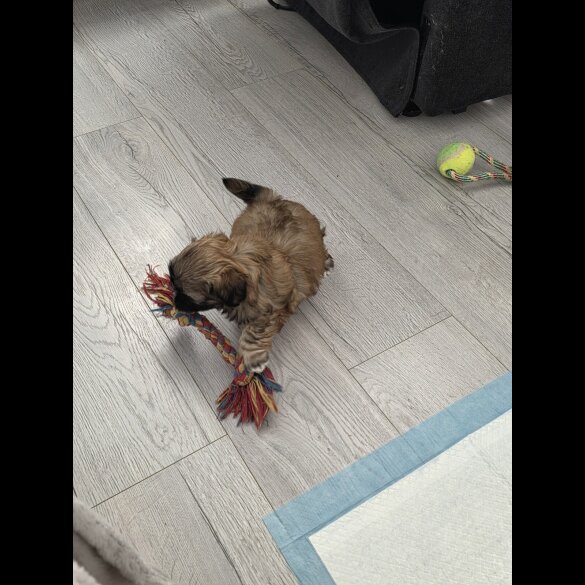 Shih Tzu