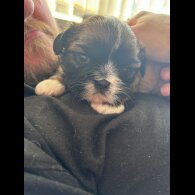 Shih Tzu