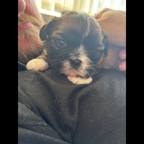 Shih Tzu