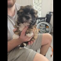 Shih Tzu