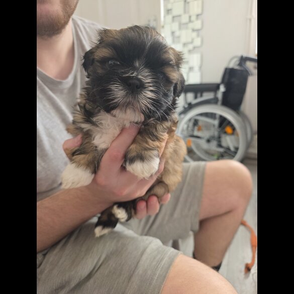 Shih Tzu
