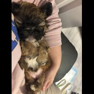 Shih Tzu