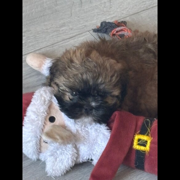 Shih Tzu