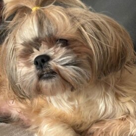 Shih Tzu