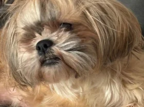 Shih Tzu