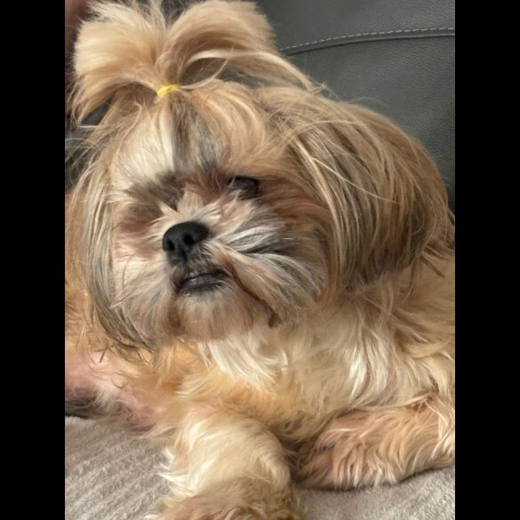 Shih Tzu