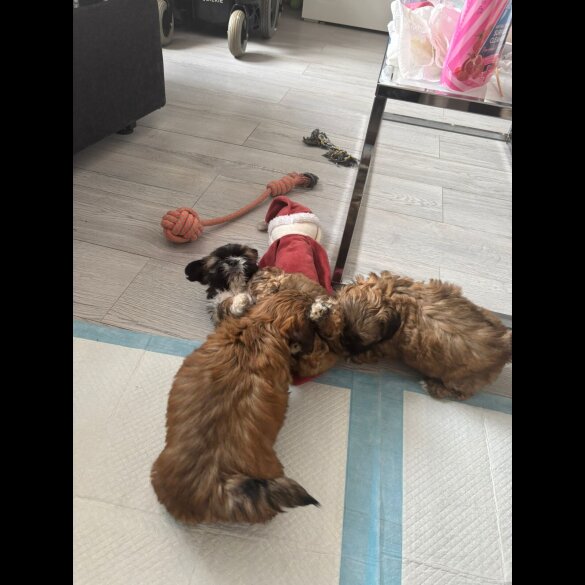Shih Tzu