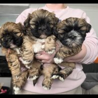 Shih Tzu