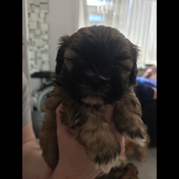 Shih Tzu