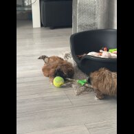 Shih Tzu