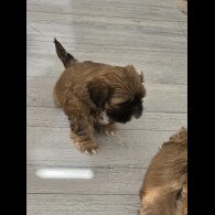 Shih Tzu
