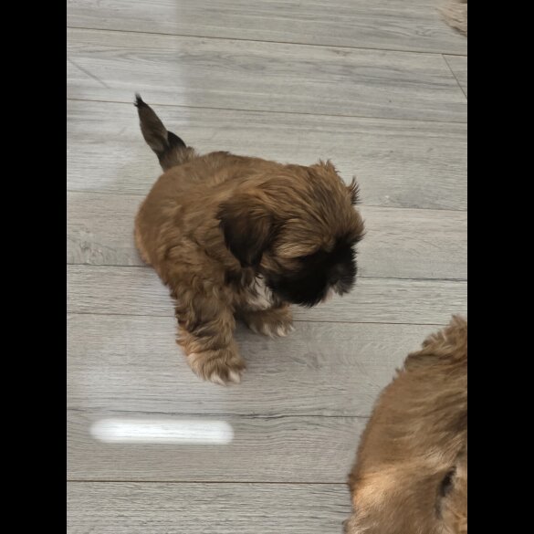 Shih Tzu