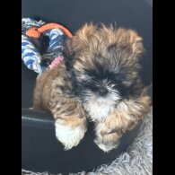 Shih Tzu