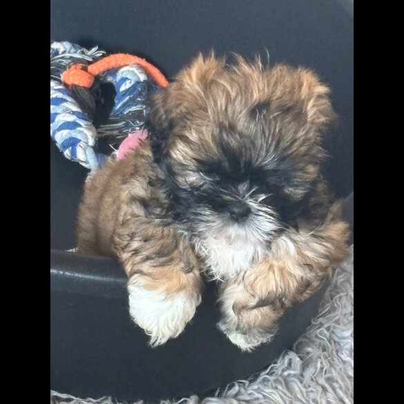 Shih Tzu