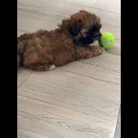 Shih Tzu