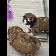 Shih Tzu
