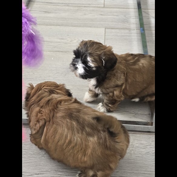 Shih Tzu