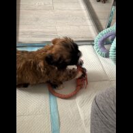 Shih Tzu